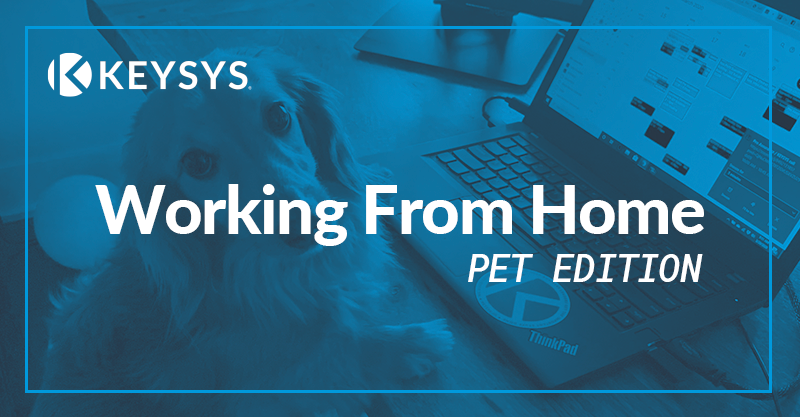 Working From Home : Pet Edition